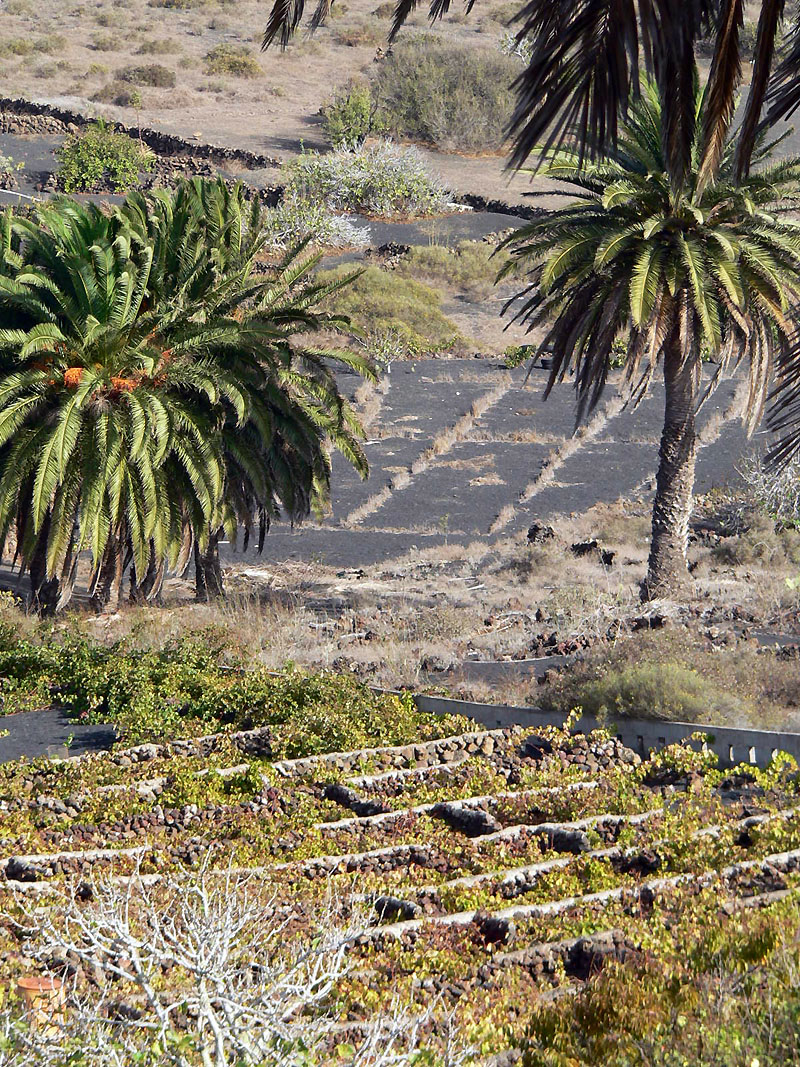 Lanzarote vigne entre des rangs de pierre pour abriter du vent