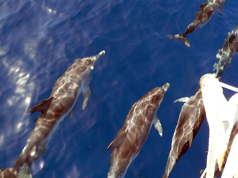 Grands dauphins suivent gecko entre Sal et Sao Nicolau